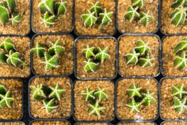 Minimalist kaplarda bulunan çeşitli kaktüs türleri, basitliğin güzelliğini ve her bitkinin kendine has özelliklerini gözler önüne seriyor..