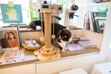 Samut Prakan, Tayland - 13 Mayıs 2024: Samut Prakan, Tayland 'daki Konforlu Kahve Dükkanındaki Zarif Kedi.