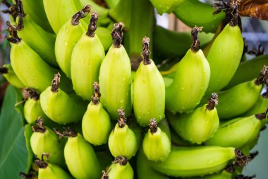 Bu görüntüde yeşil muzlar, sağlık ve sağlığı sembolize ediyor. Sağlık markaları ve sağlıklı gıda tanıtımı için mükemmel.