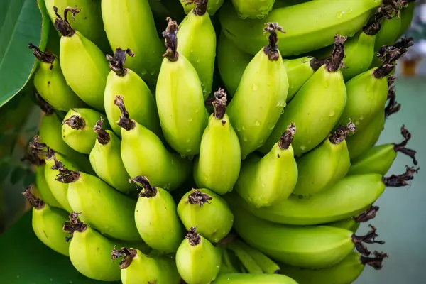 Bu görüntüde yeşil muzlar, sağlık ve sağlığı sembolize ediyor. Sağlık markaları ve sağlıklı gıda promosyonları için mükemmel.