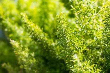 Doğanın özünü bu yemyeşil çimenlik yakın çekim, canlı yapraklar ve herhangi bir yere hayat veren karmaşık detaylar ile yakalayın.