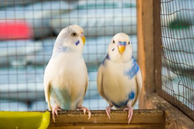 Ahşap bir kafeste, doğanın cazibesini ve sükunetini yansıtan hayat dolu bir aşk kuşu..