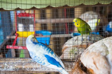 Ahşap bir kafeste, doğanın cazibesini ve sükunetini yansıtan hayat dolu bir aşk kuşu..