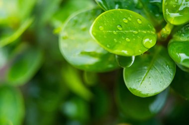 Yaprağın üzerindeki su damlacıkları, doğanın zarafetini ve güzelliğini vurguluyor..