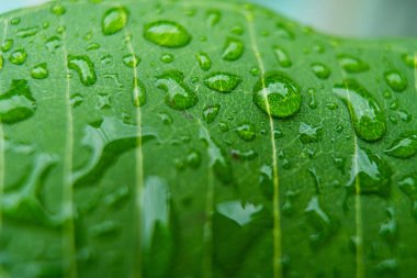 Yaprağın üzerindeki su damlacıkları, doğanın zarafetini ve güzelliğini vurguluyor..