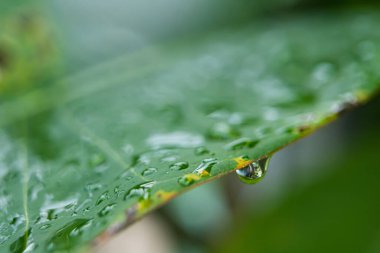 Yaprağın üzerindeki su damlacıkları, doğanın zarafetini ve güzelliğini vurguluyor..