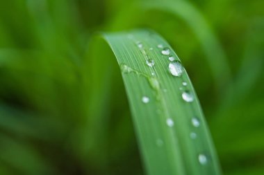 Yaprağın üzerindeki su damlacıkları, doğanın zarafetini ve güzelliğini vurguluyor..