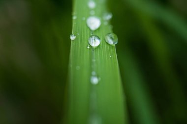 Yaprağın üzerindeki su damlacıkları, doğanın zarafetini ve güzelliğini vurguluyor..