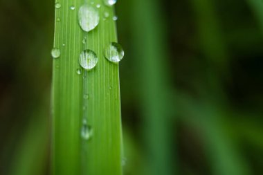 Yaprağın üzerindeki su damlacıkları, doğanın zarafetini ve güzelliğini vurguluyor..