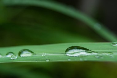 Yaprağın üzerindeki su damlacıkları, doğanın zarafetini ve güzelliğini vurguluyor..