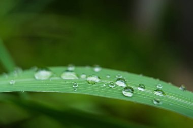 Yaprağın üzerindeki su damlacıkları, doğanın zarafetini ve güzelliğini vurguluyor..