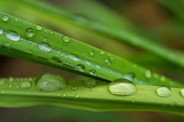 Yaprağın üzerindeki su damlacıkları, doğanın zarafetini ve güzelliğini vurguluyor..