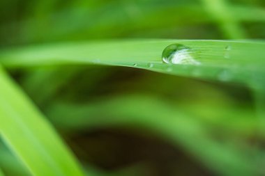 Yaprağın üzerindeki su damlacıkları, doğanın zarafetini ve güzelliğini vurguluyor..