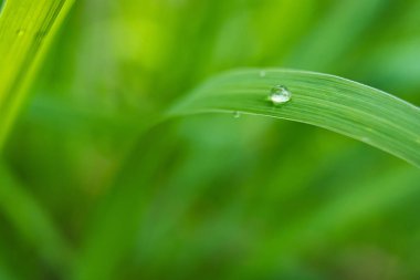 Yaprağın üzerindeki su damlacıkları, doğanın zarafetini ve güzelliğini vurguluyor..