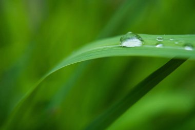 Yaprağın üzerindeki su damlacıkları, doğanın zarafetini ve güzelliğini vurguluyor..