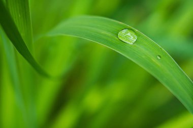 Yaprağın üzerindeki su damlacıkları, doğanın zarafetini ve güzelliğini vurguluyor..