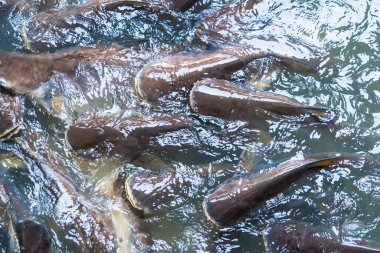Çizgili yayın balığı birlik içinde yüzüyor, gölet yüzeyinde sanatsal dalgalanmalar yaratıyor..