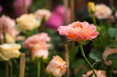 Canlı, yeşil yapraklarla çevrili pembe bir gülün yakın plan görüntüsü. Serin bir bahçede çiçeklerini yakalıyor..