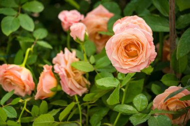 Canlı, yeşil yapraklarla çevrili pembe bir gülün yakın plan görüntüsü. Serin bir bahçede çiçeklerini yakalıyor..