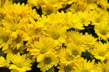 Tamamen açan parlak sarı papatyalar kümesi doğanın canlı güzelliğini gözler önüne seriyor..