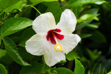 A breathtaking view of hibiscus flowers in full bloom, capturing the essence of summer and the beauty of nature. clipart