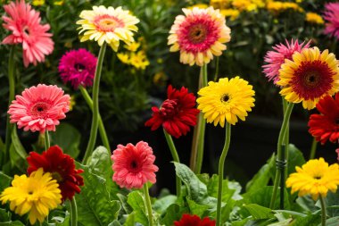 Çiçek açan Gerbera papatyalarıyla dolu canlı bir bahçe. Bir dizi renk, doğanın güzelliğini yansıtıyor..
