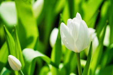 Baharda, çeşitli renklerde lalelerle dolu güzel bir bahçe mevsimin canlı çiçeklerini sergiliyor..