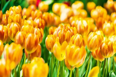 Yellow and orange tulips blooming brightly in a lush garden surrounded by green leaves, showcasing the vibrant beauty of spring. clipart