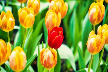 Sarı ve turuncu laleler yemyeşil yapraklarla çevrili yemyeşil bir bahçede çiçek açıyor. Baharın canlı güzelliğini sergiliyorlar..