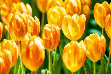 Yellow and orange tulips blooming brightly in a lush garden surrounded by green leaves, showcasing the vibrant beauty of spring. clipart