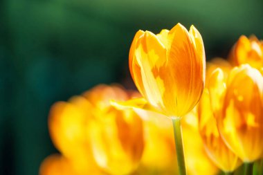 Sarı ve turuncu laleler yemyeşil yapraklarla çevrili yemyeşil bir bahçede çiçek açıyor. Baharın canlı güzelliğini sergiliyorlar..