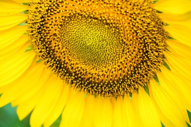 Doğa Işığındaki Tohum ve Yaprakların Karmaşık Detaylarını Gösteren Canlı Sarı Ayçiçeğinin Yakın Görüntüsü.