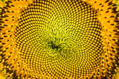 Doğa Işığındaki Tohum ve Yaprakların Karmaşık Detaylarını Gösteren Canlı Sarı Ayçiçeğinin Yakın Görüntüsü.