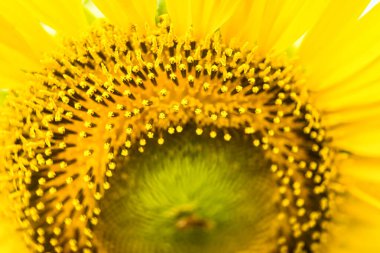 A Close-Up View of the Vibrant Yellow Sunflower Showing Intricate Details of the Seeds and Petals in Natural Light. clipart