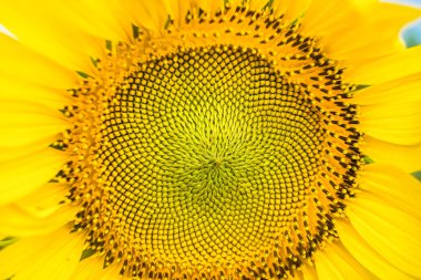 A Close-Up View of the Vibrant Yellow Sunflower Showing Intricate Details of the Seeds and Petals in Natural Light. clipart