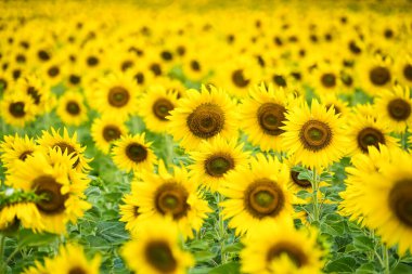 Her Çiçeğin Parlak ve Parlak Renklerini Işıklandıran Kusursuz Detaylı Bir Ayçiçeği Tarlası