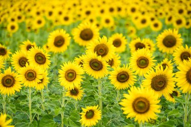 A Sunflower Field Captured in Perfect Detail, Highlighting the Brightness and Vivid Colors of Each Blooming Flower clipart