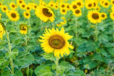 Her Çiçeğin Parlak ve Parlak Renklerini Işıklandıran Kusursuz Detaylı Bir Ayçiçeği Tarlası