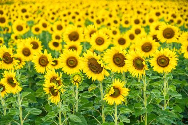 Her Çiçeğin Parlak ve Parlak Renklerini Işıklandıran Kusursuz Detaylı Bir Ayçiçeği Tarlası