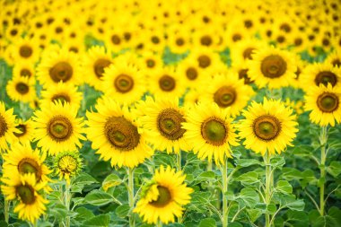 Her Çiçeğin Parlak ve Parlak Renklerini Işıklandıran Kusursuz Detaylı Bir Ayçiçeği Tarlası