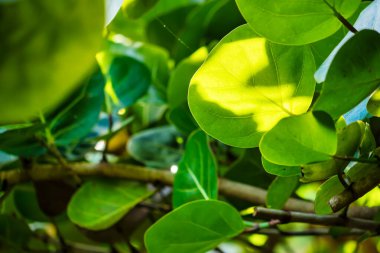 Yeşil yaprakların arasından süzülen parlak güneş ışığı bu görüntüde doğanın sükunetini huzur verici bir şekilde gösterir..