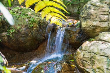 A scenic waterfall surrounded by lush vegetation, making it a dream destination for nature lovers. clipart