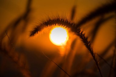 Altın Saat Gündoğumu, Uzun Çimenlerin Gölgeleri, Doğanın Huşu Veren Güzelliğinin Huzurlu ve Büyülü Sabah Sahnesini Yakalıyor