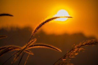 Altın Saat Gündoğumu, Uzun Çimenlerin Gölgeleri, Doğanın Huşu Veren Güzelliğinin Huzurlu ve Büyülü Sabah Sahnesini Yakalıyor