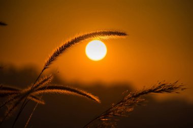 Altın Saat Gündoğumu, Uzun Çimenlerin Gölgeleri, Doğanın Huşu Veren Güzelliğinin Huzurlu ve Büyülü Sabah Sahnesini Yakalıyor