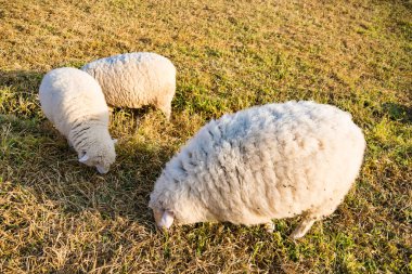 A Peaceful Sheep Grazing in a Golden Pasture During Sunset, Surrounded by Warm Light and Tranquil Nature clipart