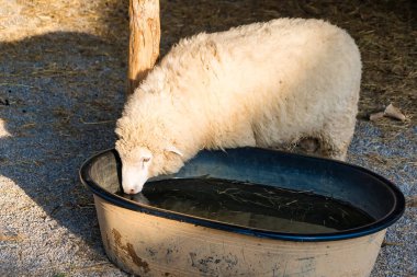 Güneşli bir günde tarlada otlanan bir koyunun yakın çekimi, Kalın yün ceketini ve huzurlu kırsal manzarasını vurgulamak tarım ve pastoral temalar için mükemmeldir.
