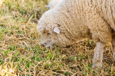 Close-Up of a Sheep Grazing in a Field on a Sunny Day, Highlighting Its Thick Wool Coat and Peaceful Rural Scenery Perfect for Agricultural and Pastoral Themes clipart