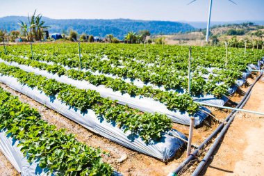 Phetchabun, Tayland - Ocak 06, 2025: Çilek Tarlaları ve Rüzgar Türbinleri: Tayland 'ın Phetchabun kentindeki Manzaralı Kırsal Bölgede Yenilenebilir Enerji ve Tarımın Uyumlu Bir Harmanı.