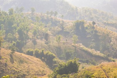 Bereketli Yeşil Tepeler Sabah Işığında Banyo Yaptı: Tayland 'ın Kırsal Bölgesinin Manzarası